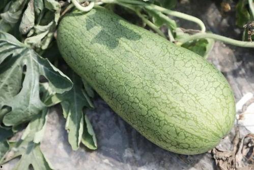 集梦吃瓜网,揭秘娱乐圈幕后故事，带你领略明星真实生活